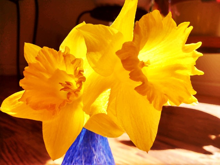daffodils, backlit
