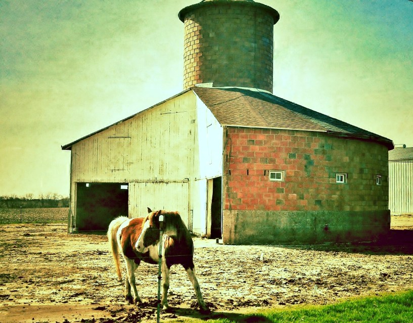 powell barn horse