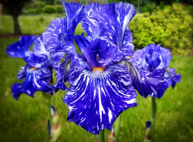 blue iris 2