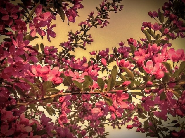 crab apple blossoms
