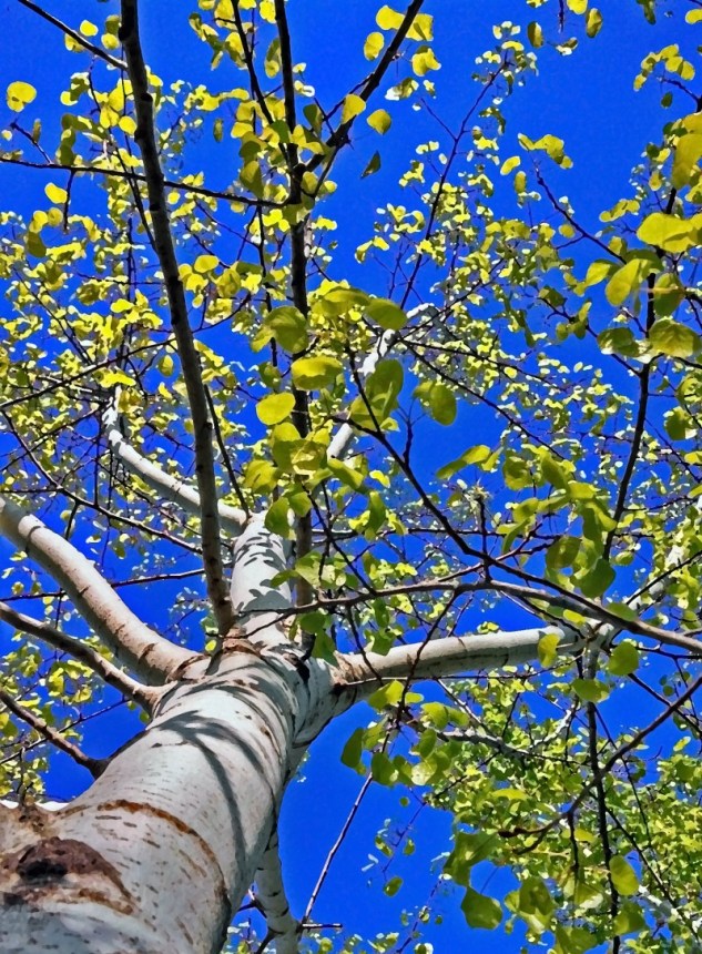 spring aspens
