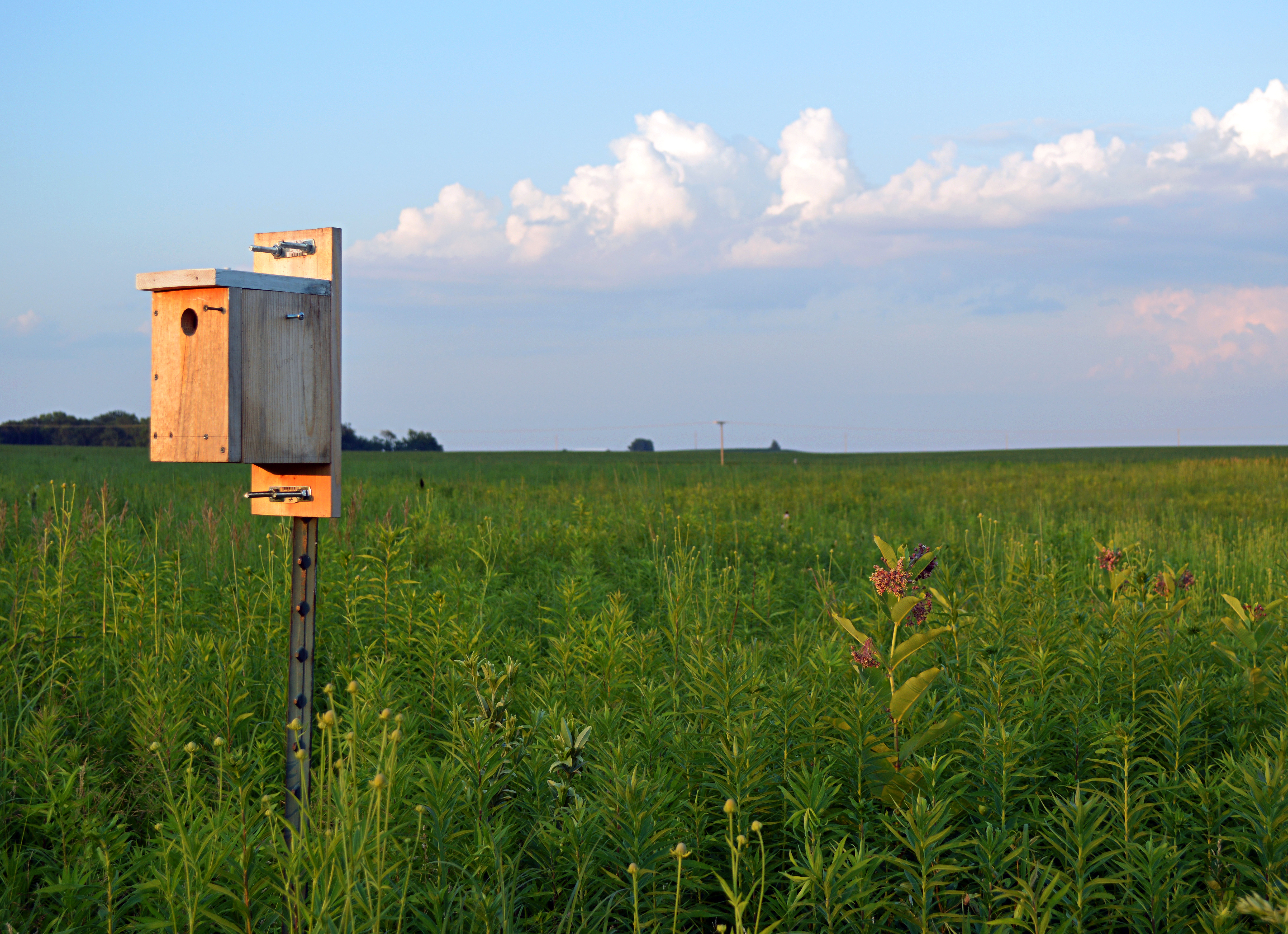 bluebird house and milkweed