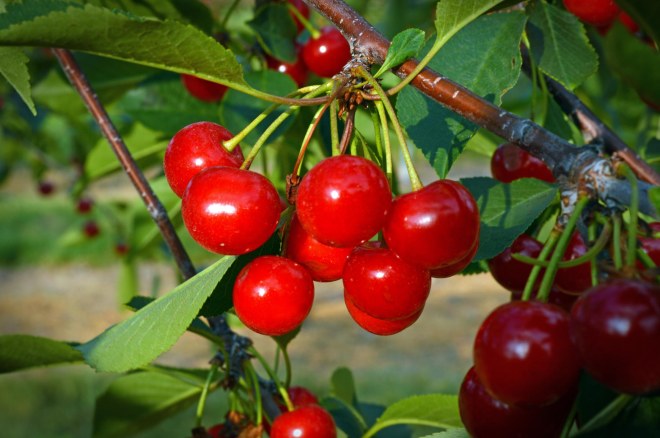 cherries-1