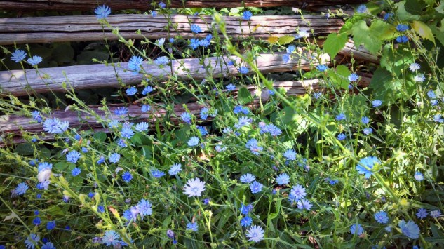 chicory and fence