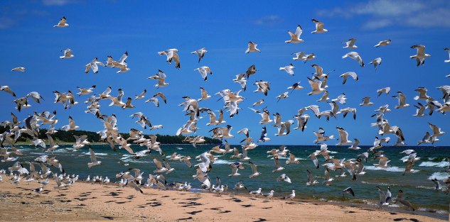 gulls2