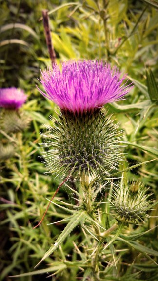 thistle