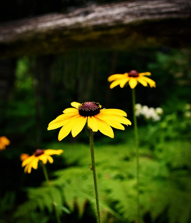 wild-rudbeckia-ridges-dc-jl13 2