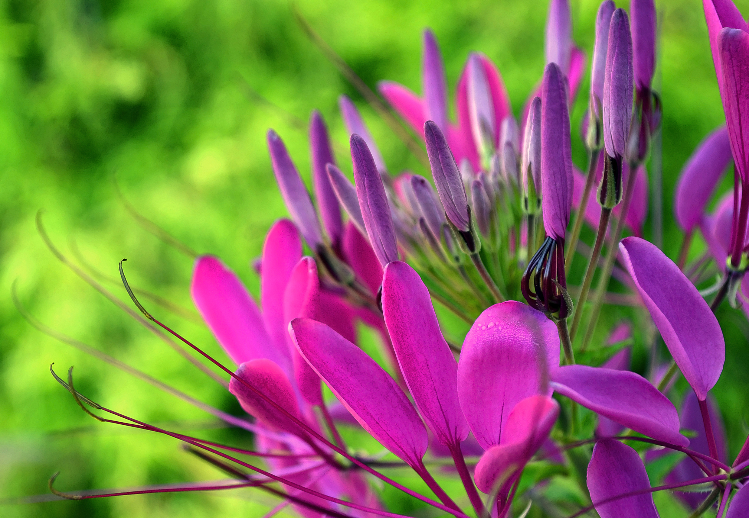 cleome 2