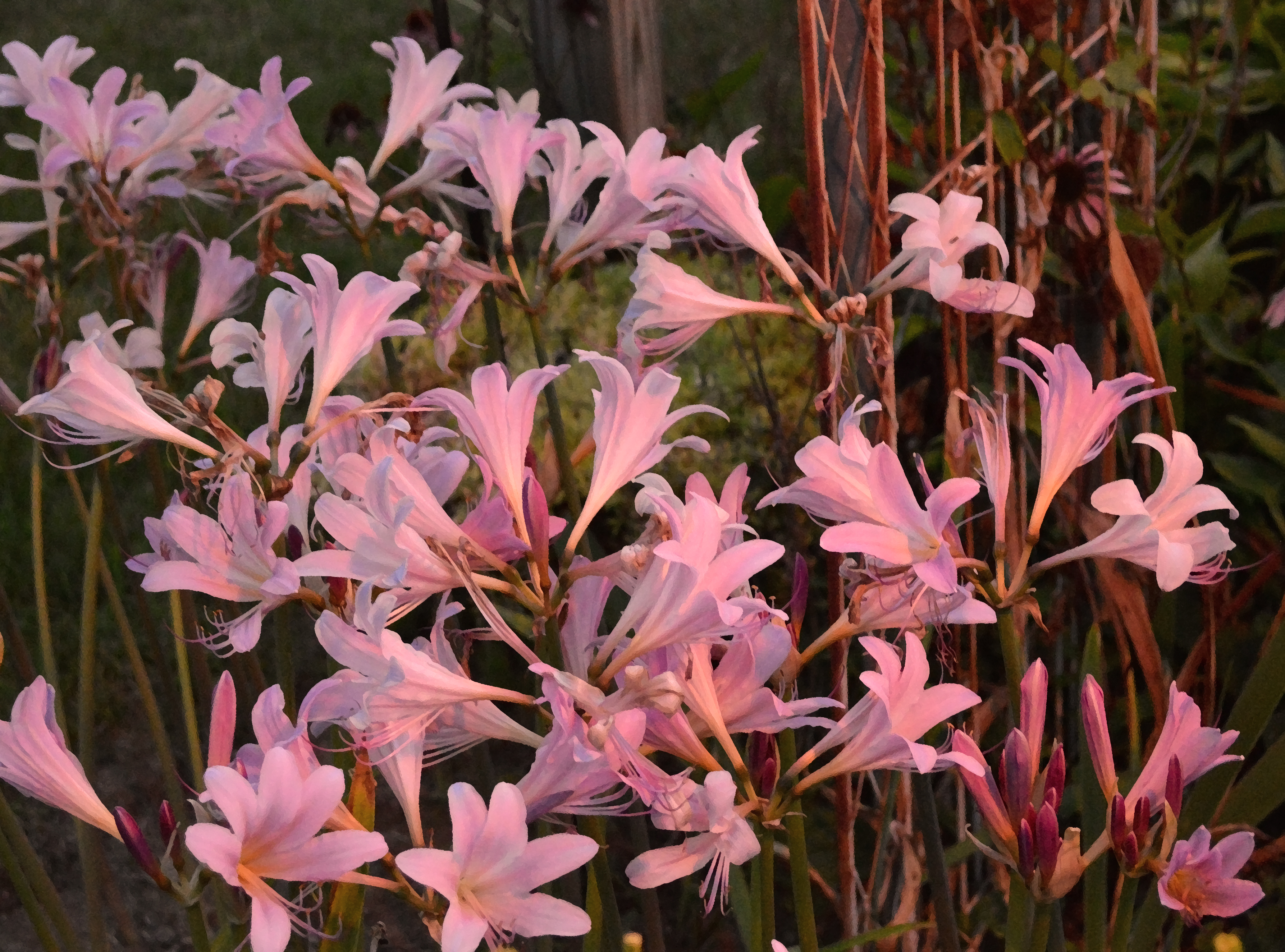 janet's lilies 2