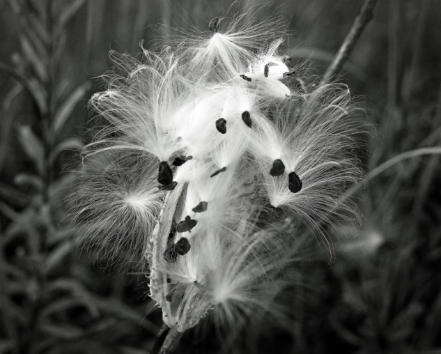 milkweed b & w 2