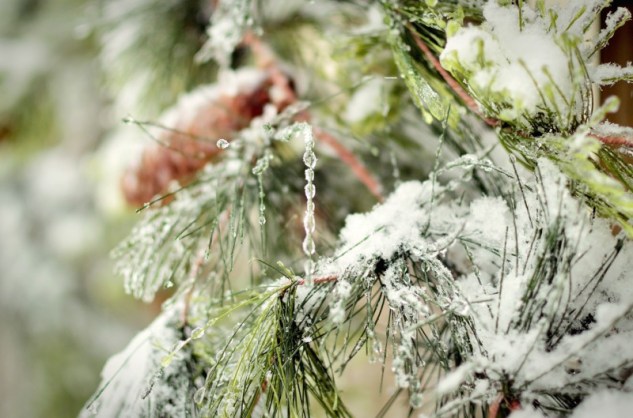 not a creature was stirring 2