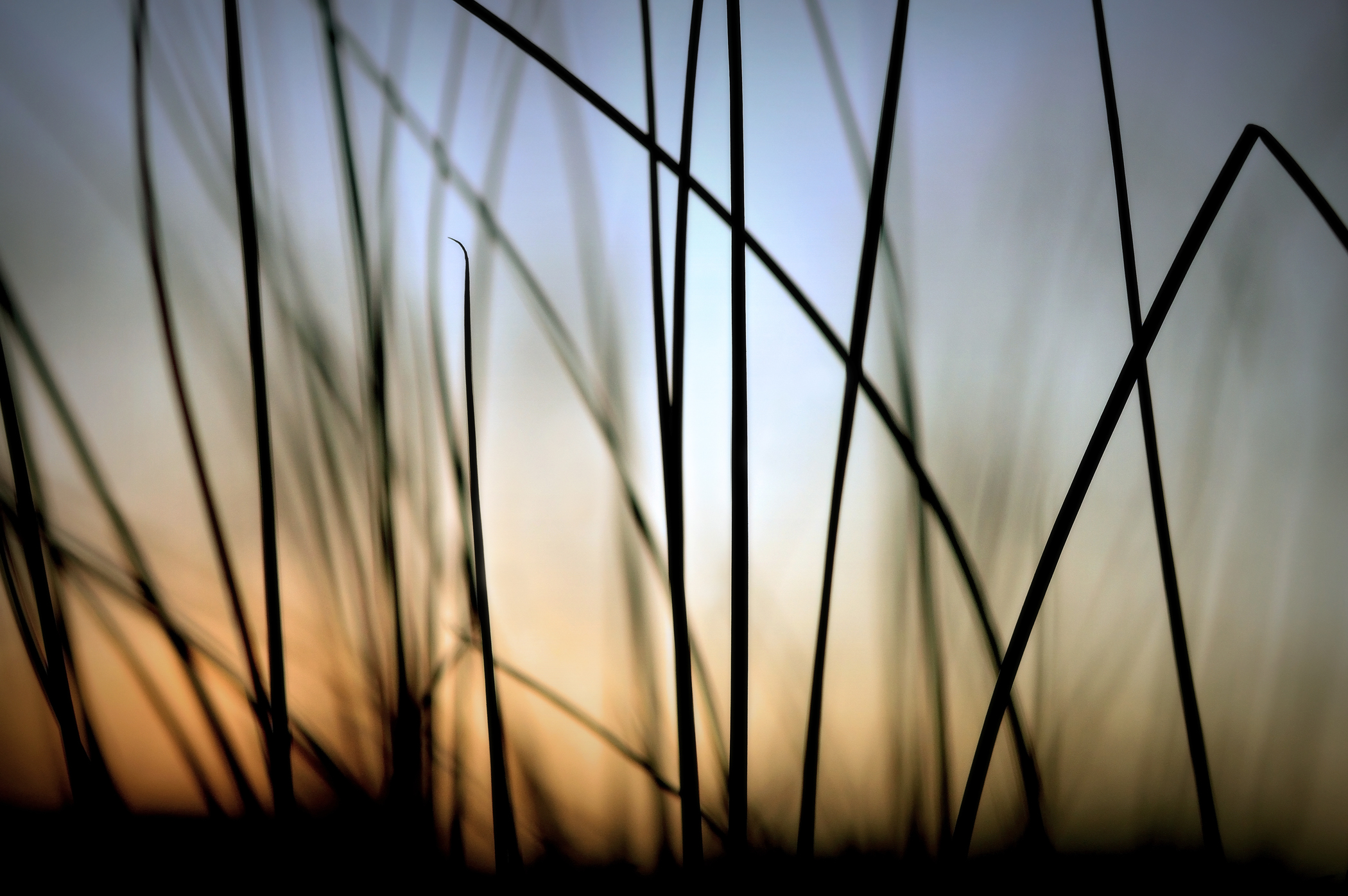 beachgrass 2