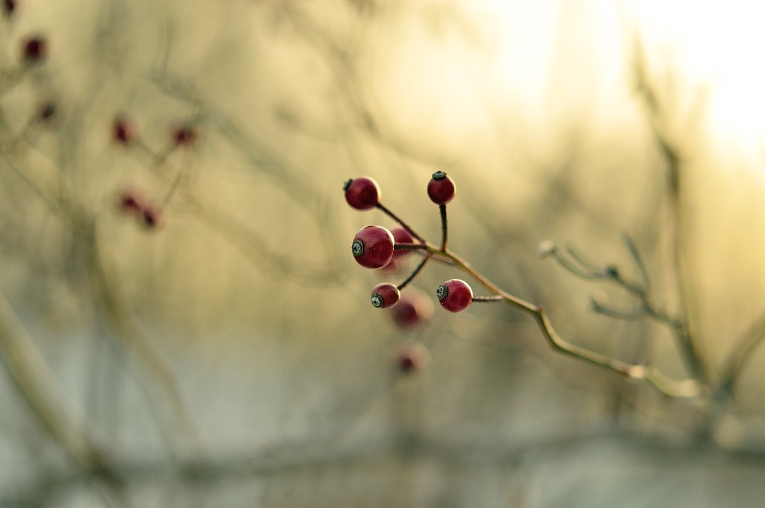 winterberries 2