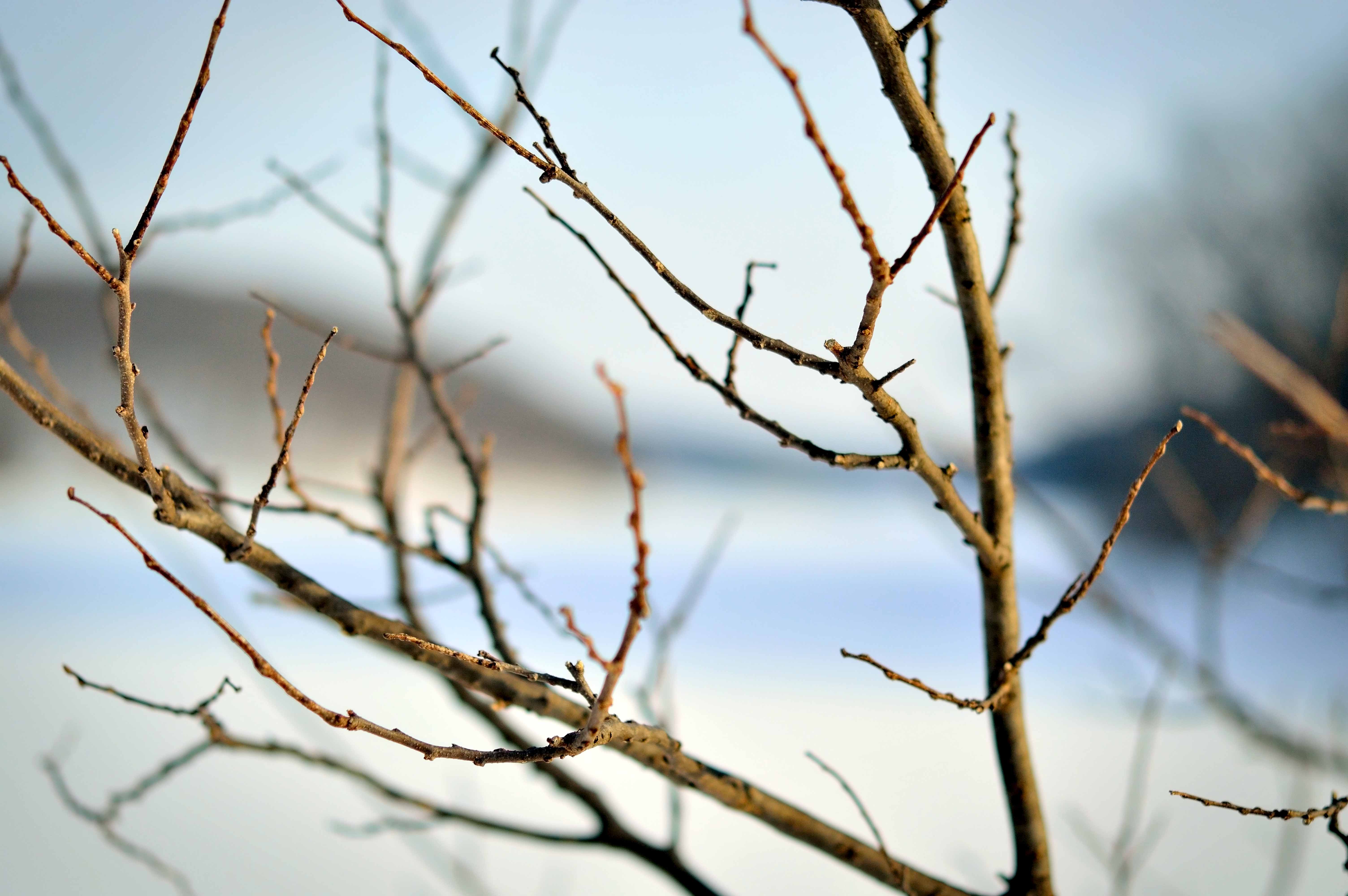 the softness of winter branches