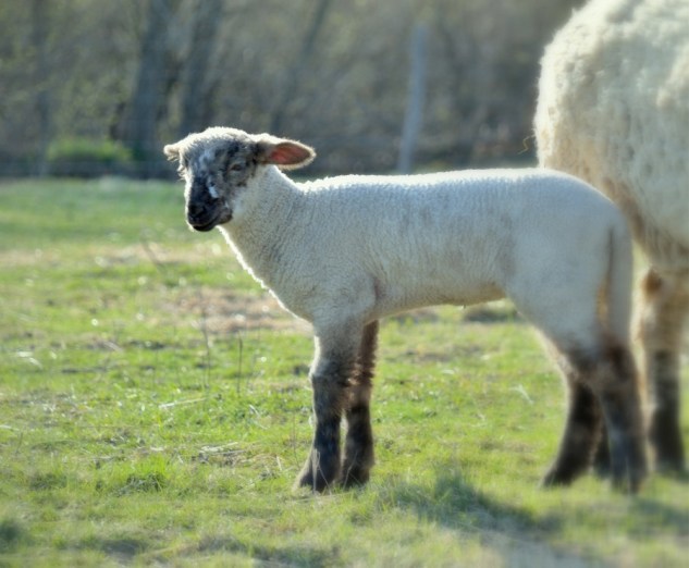 spring lamb 2