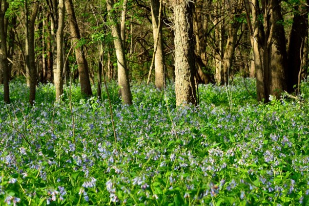 bluebells 2