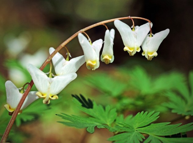 dutchman's breeches 2