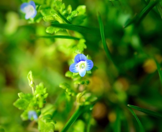 one man's weed.....2