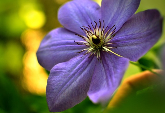 dave's clematis 2