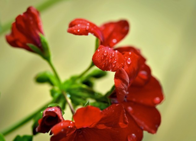 geranium red 2