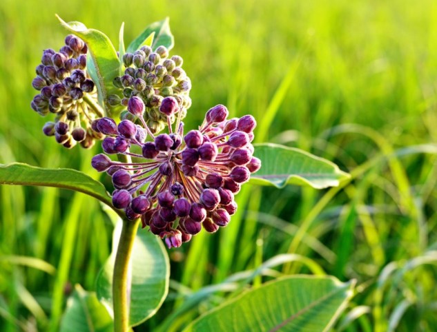 milkweed 2
