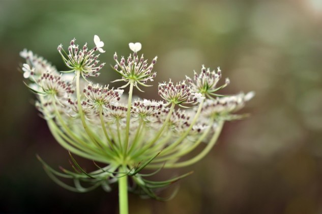 wild carrot 2