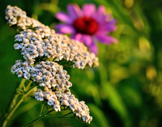 yarrow and coneflower 2