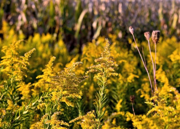 are you ready for the country 2