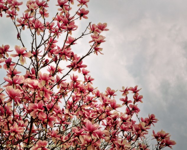 magnolia sky 2