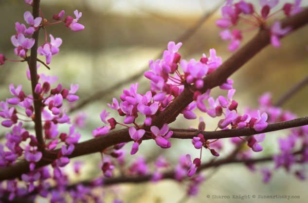 redbud 2