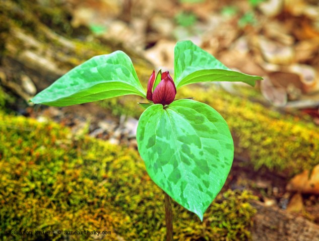 scarlet trillium 2