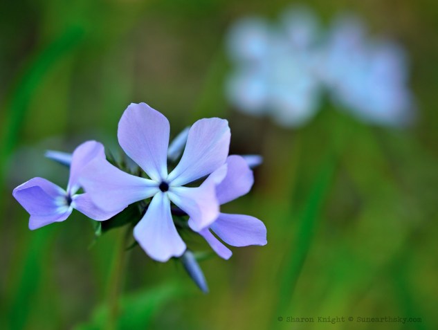 wild phlox 2