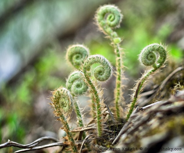 woodland ferns 2