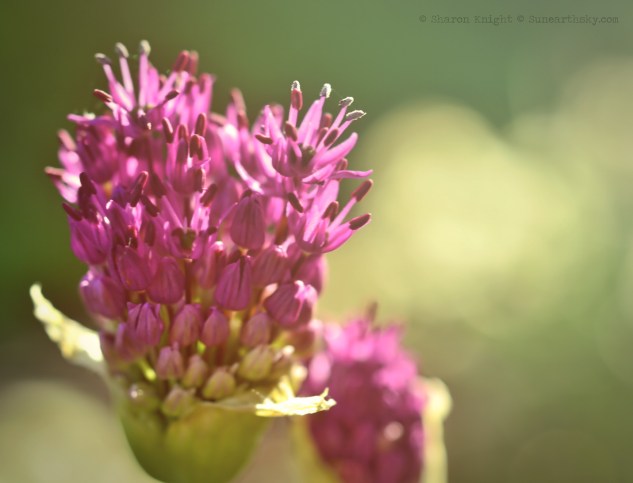 allium 2