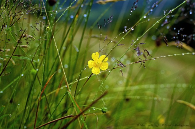 sheep and buttercups live here 2