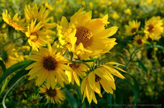 lost in sunflowers 2