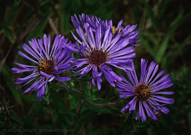 wild asters 2