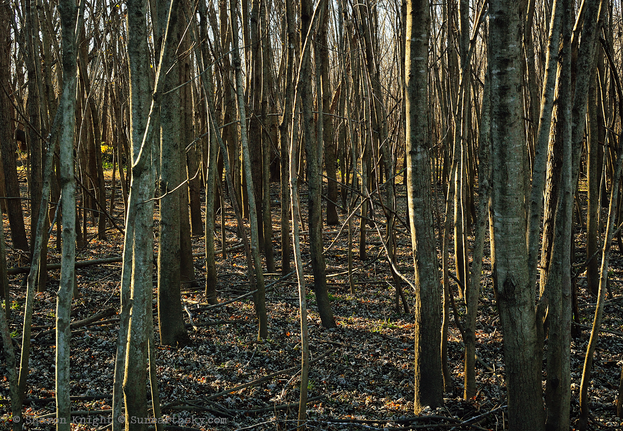 forest for the trees 2