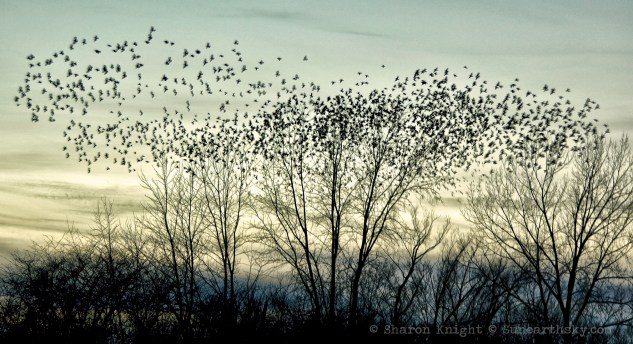 murmuration 2