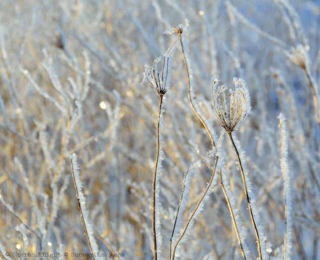 hoarfrost 2