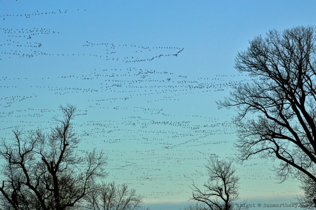 snow geese go to supper
