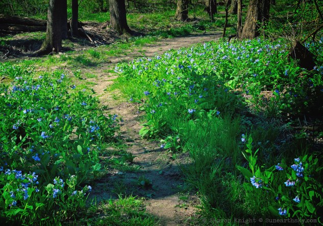 bluebell path 2