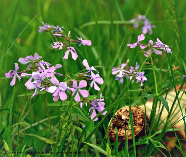 wild phlox 2