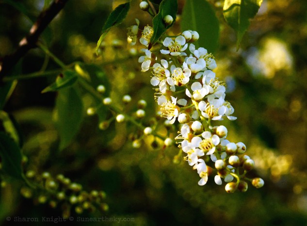 A Prayer in Spring 2