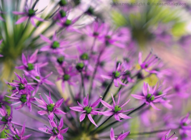 allium 2