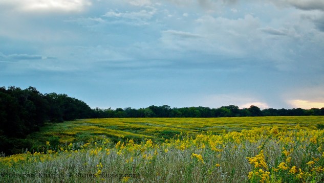 goldenrod-pasture-2