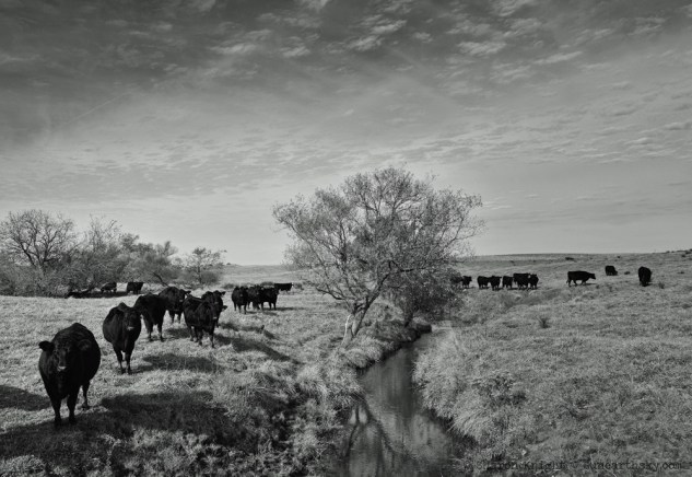black-cows-at-a-creek-2