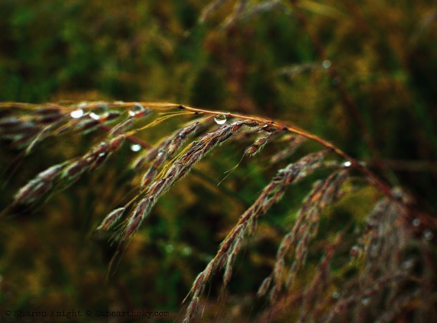 bluestem-tears-2