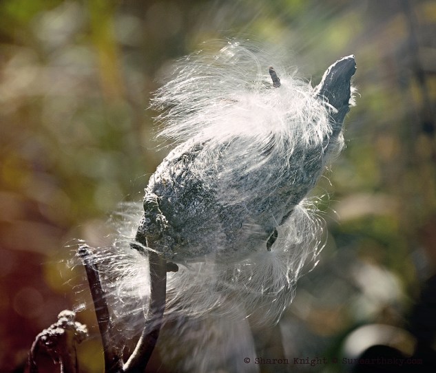 milkweed-pod-2