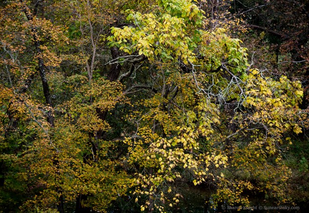 branches-over-creek-2